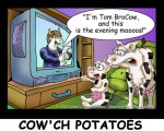 Cows!