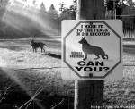 Guard Dog